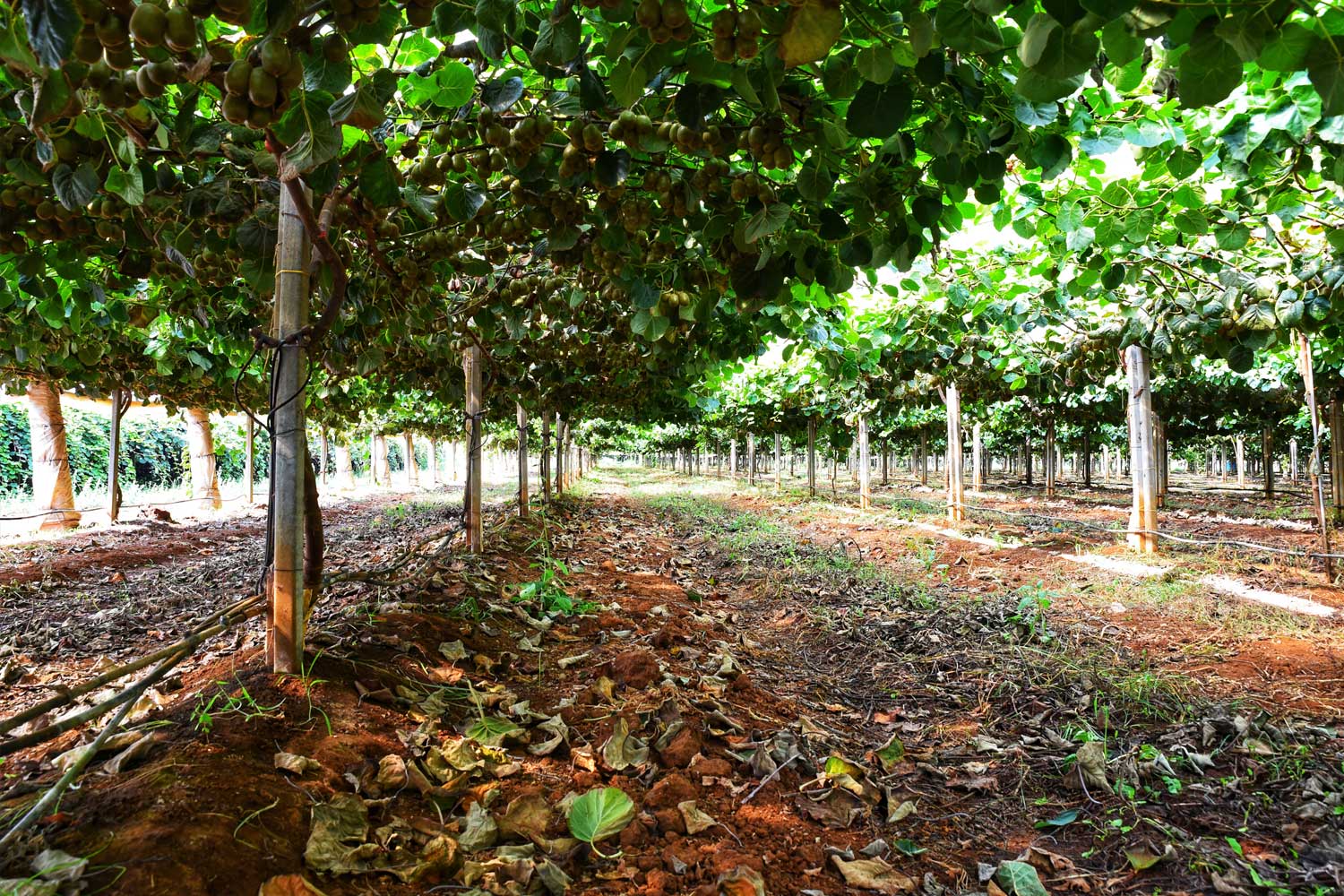 la-nostra-azienda-colline-del-giglio3.jpg